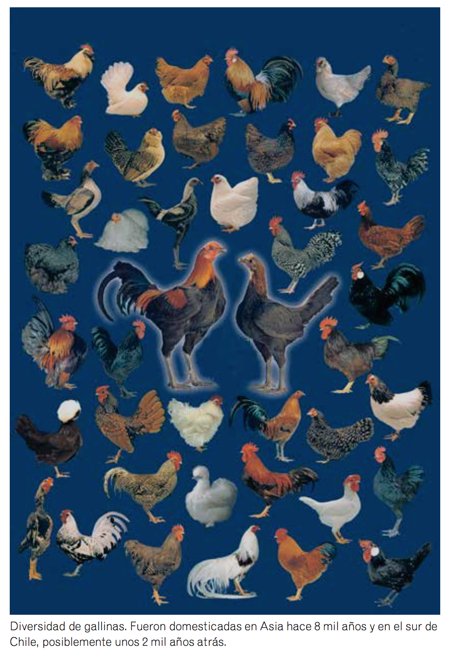 Diversidad De Gallinas